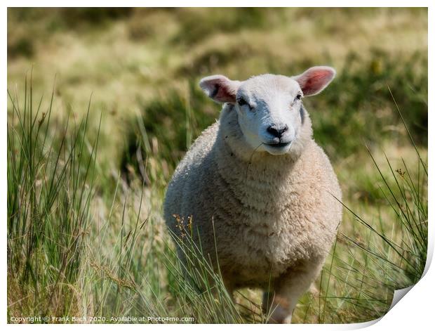 Lovely sheep in free nature, Ireland Print by Frank Bach