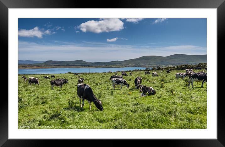 Grazing cows in a flock on a summers day Framed Mounted Print by Frank Bach