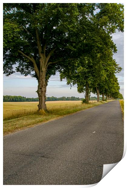 Box Trees Ashampstead  Print by Jim Hellier