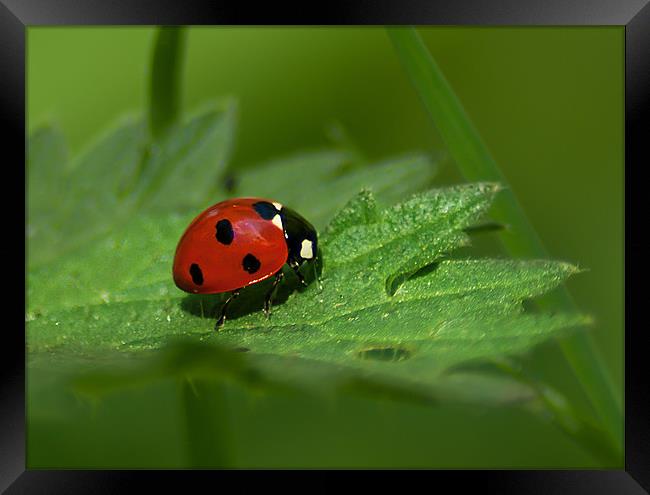 Seven Spot Ladybird Framed Print by Keith Thorburn EFIAP/b