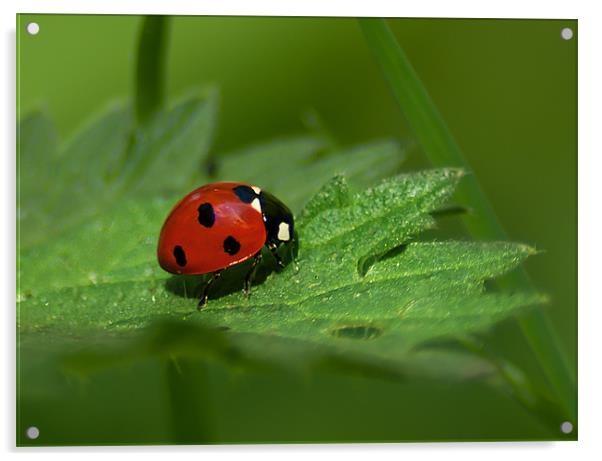 Seven Spot Ladybird Acrylic by Keith Thorburn EFIAP/b