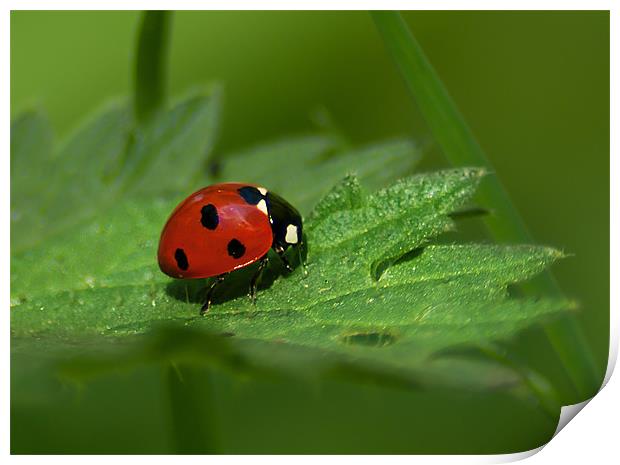 Seven Spot Ladybird Print by Keith Thorburn EFIAP/b
