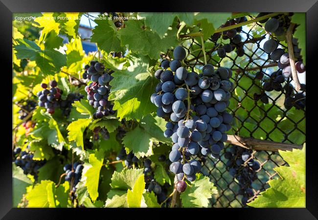 Groons of ripe grapes in the rays of the setting sun Framed Print by Sergii Petruk