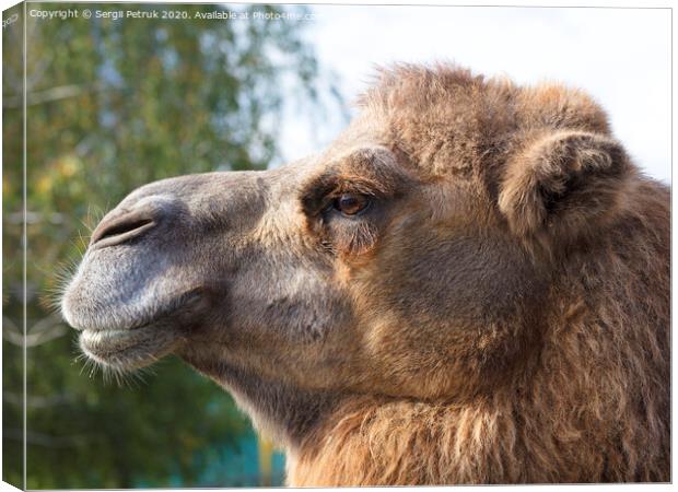 the head of an adult camel in profile Canvas Print by Sergii Petruk