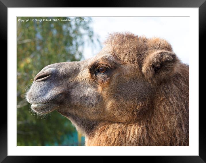 the head of an adult camel in profile Framed Mounted Print by Sergii Petruk