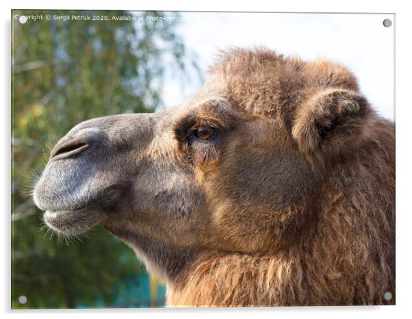 the head of an adult camel in profile Acrylic by Sergii Petruk