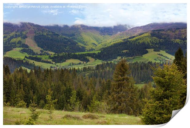 Beautiful panorama of the Carpathian mountains in summer against the background of tall coniferous trees, blue sky and bright white clouds. Print by Sergii Petruk
