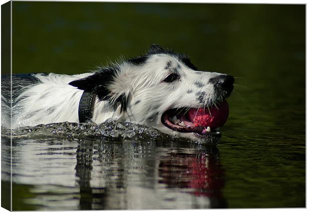 Border Collie Canvas Print by Keith Thorburn EFIAP/b