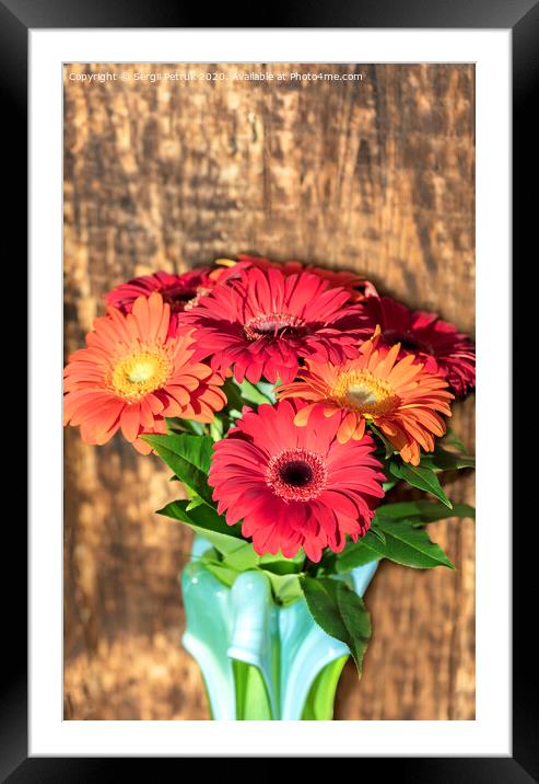 Beautiful bouquet of gerberas in a glass colored vase on the background of an old vintage wooden wall Framed Mounted Print by Sergii Petruk
