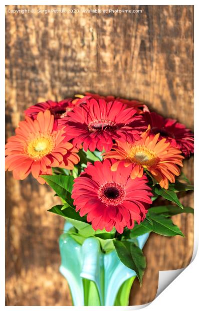 Beautiful bouquet of gerberas in a glass colored vase on the background of an old vintage wooden wall Print by Sergii Petruk