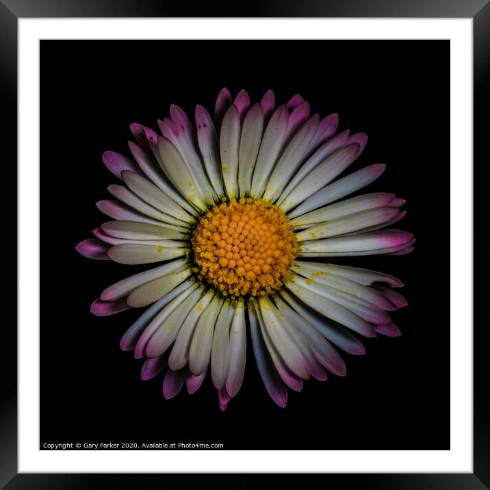 Daisy Framed Mounted Print by Gary Parker