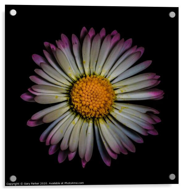 Daisy Acrylic by Gary Parker