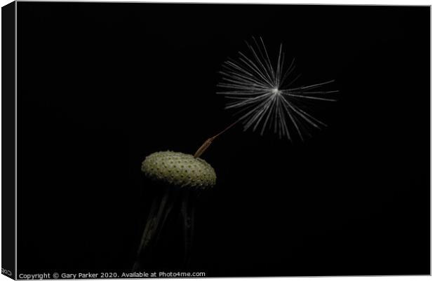 Dandelion head with a single seed, isolated against a black background	 Canvas Print by Gary Parker