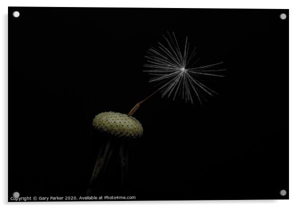 Dandelion head with a single seed, isolated against a black background	 Acrylic by Gary Parker