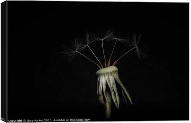 Dandelion head with five seeds, isolated against a black background	 Canvas Print by Gary Parker