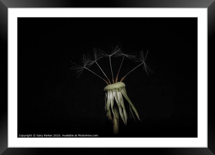 Dandelion head with five seeds, isolated against a black background	 Framed Mounted Print by Gary Parker