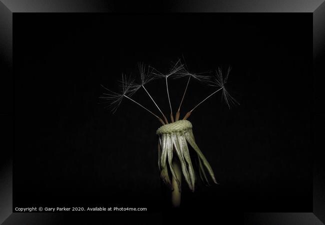 Dandelion head with five seeds, isolated against a black background	 Framed Print by Gary Parker