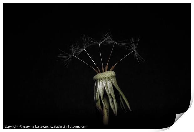 Dandelion head with five seeds, isolated against a black background	 Print by Gary Parker