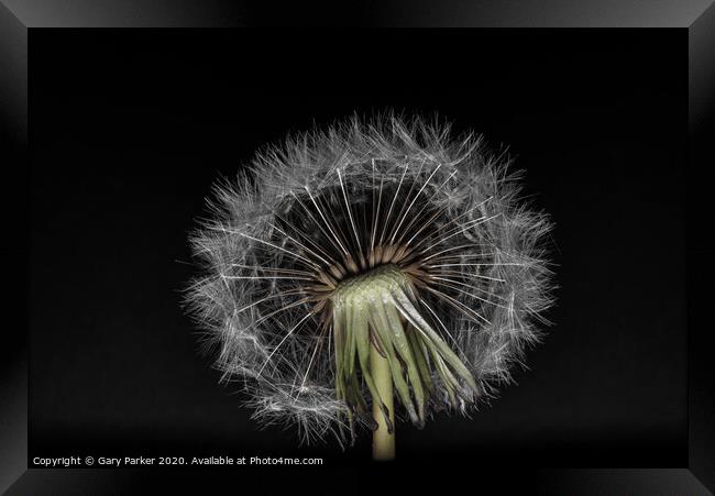 Dandelion head with multiple seeds, isolated against a black background	 Framed Print by Gary Parker