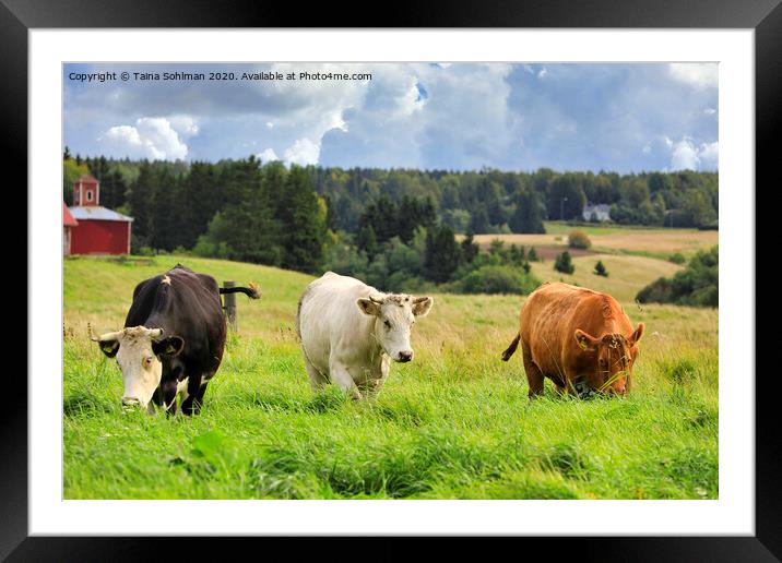 Cattle Grazing in Green Farmland Framed Mounted Print by Taina Sohlman