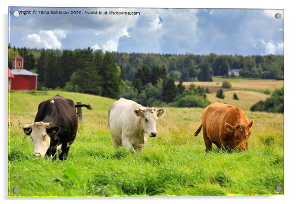 Cattle Grazing in Green Farmland Acrylic by Taina Sohlman