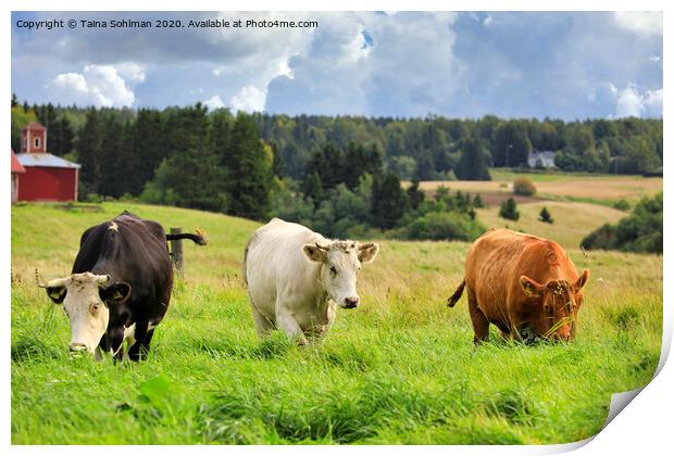 Cattle Grazing in Green Farmland Print by Taina Sohlman