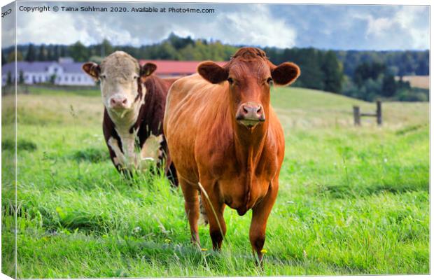 Two Cows in Green Grassy Farmland Canvas Print by Taina Sohlman