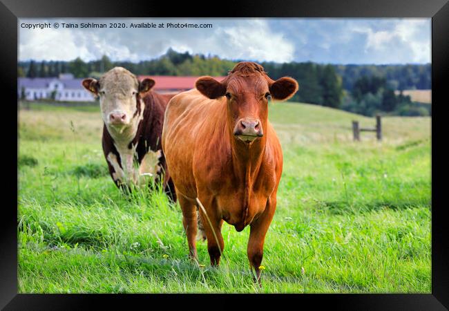Two Cows in Green Grassy Farmland Framed Print by Taina Sohlman