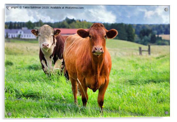 Two Cows in Green Grassy Farmland Acrylic by Taina Sohlman