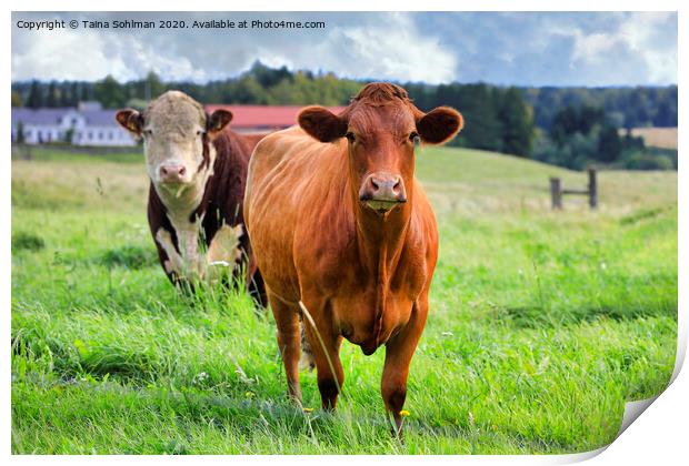 Two Cows in Green Grassy Farmland Print by Taina Sohlman