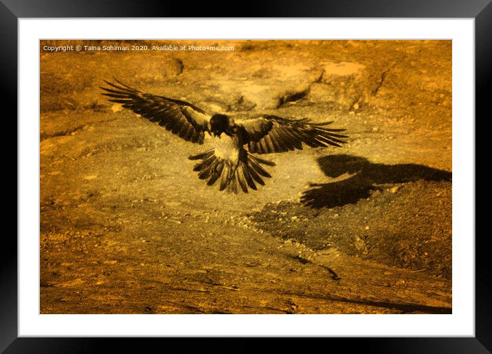 Hooded Crow Landing Framed Mounted Print by Taina Sohlman