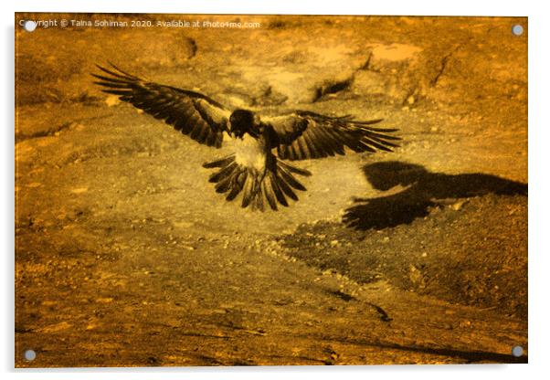 Hooded Crow Landing Acrylic by Taina Sohlman