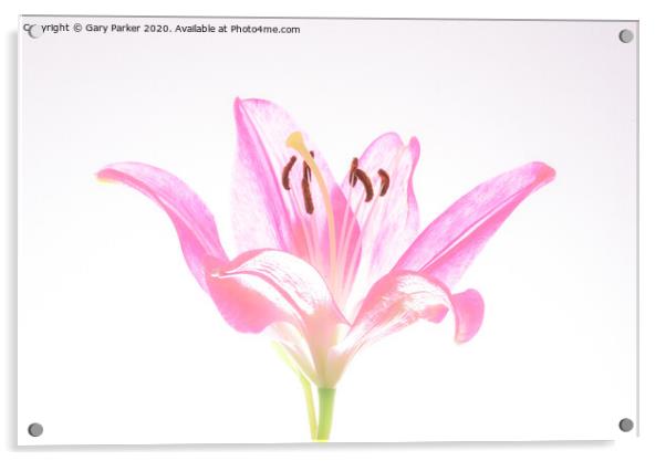 A single, pink Lilly, in blossom Acrylic by Gary Parker
