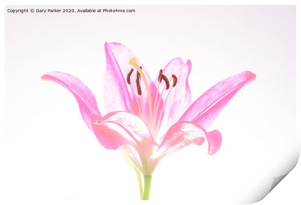 A single, pink Lilly, in blossom Print by Gary Parker