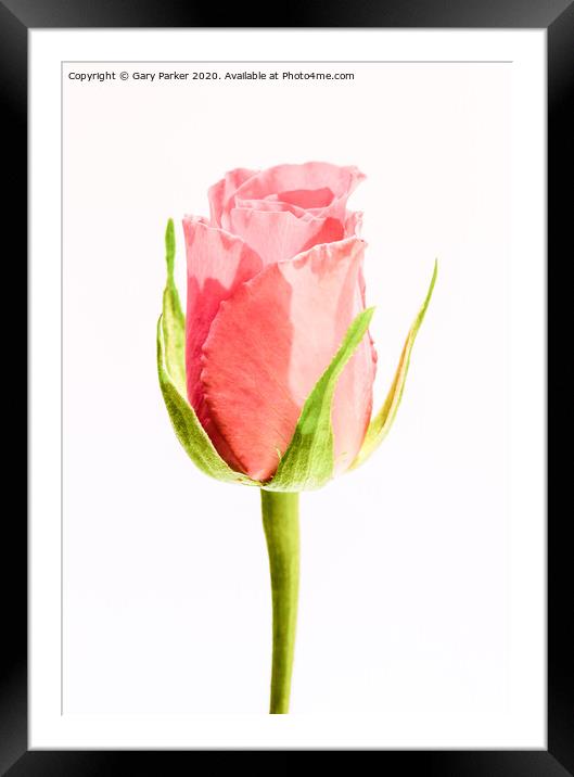 A single, pink Rose Framed Mounted Print by Gary Parker