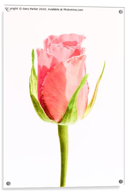 A single, pink Rose Acrylic by Gary Parker