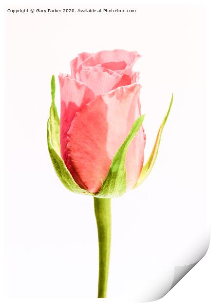 A single, pink Rose Print by Gary Parker