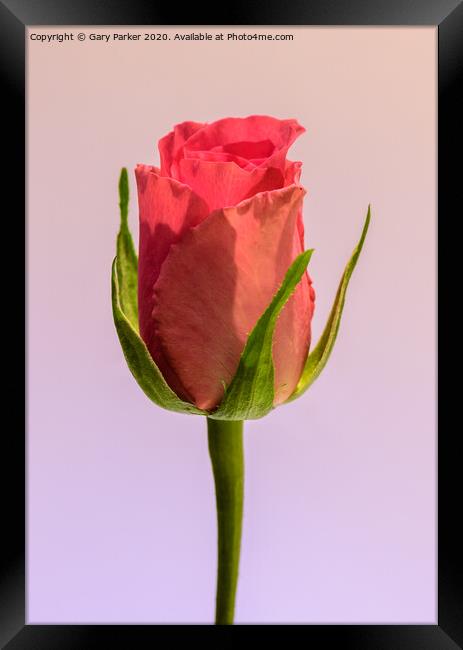 A single, pink Rose  Framed Print by Gary Parker