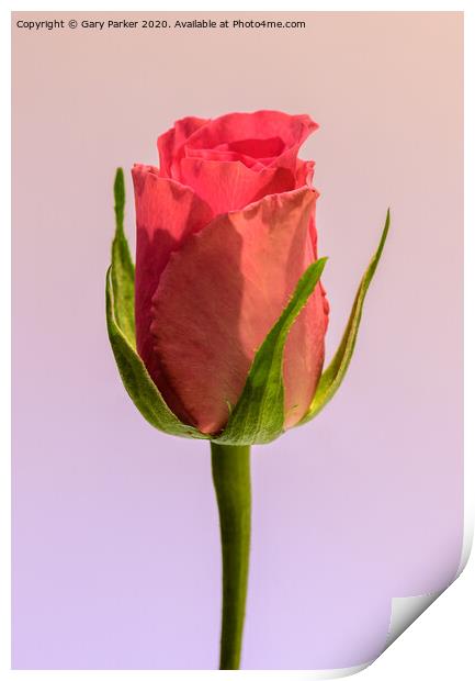 A single, pink Rose  Print by Gary Parker