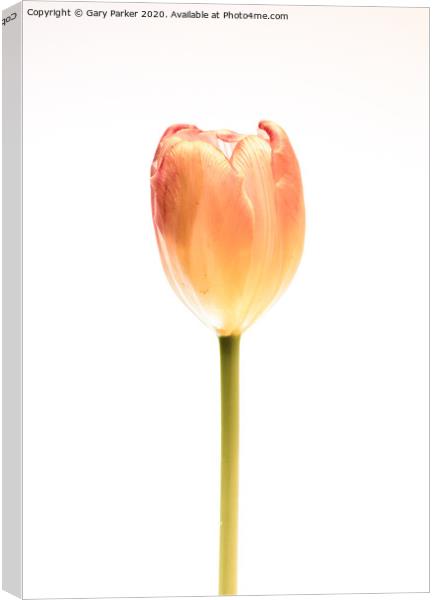A single, pink Tulip Canvas Print by Gary Parker