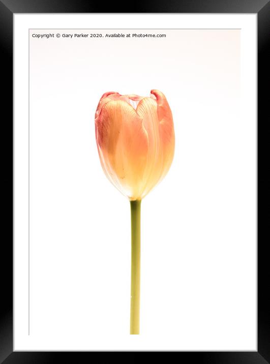 A single, pink Tulip Framed Mounted Print by Gary Parker