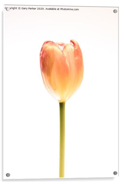 A single, pink Tulip Acrylic by Gary Parker