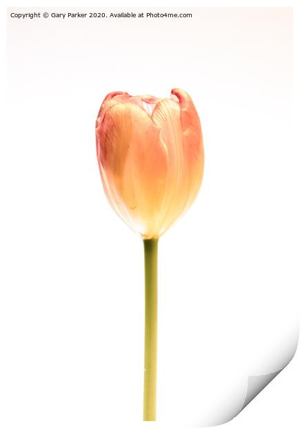 A single, pink Tulip Print by Gary Parker