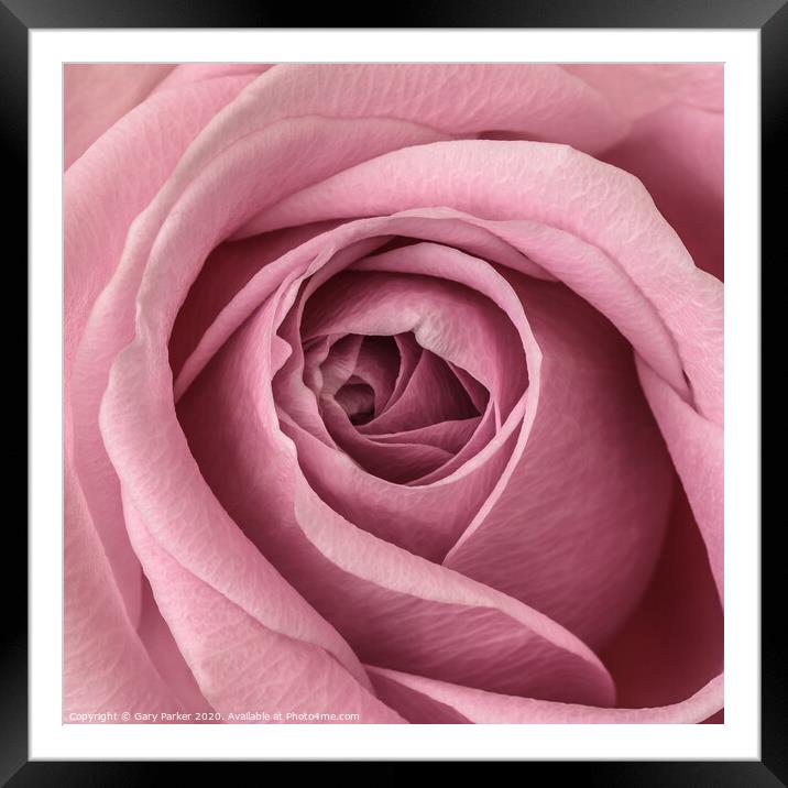 close up of pink rose	 Framed Mounted Print by Gary Parker