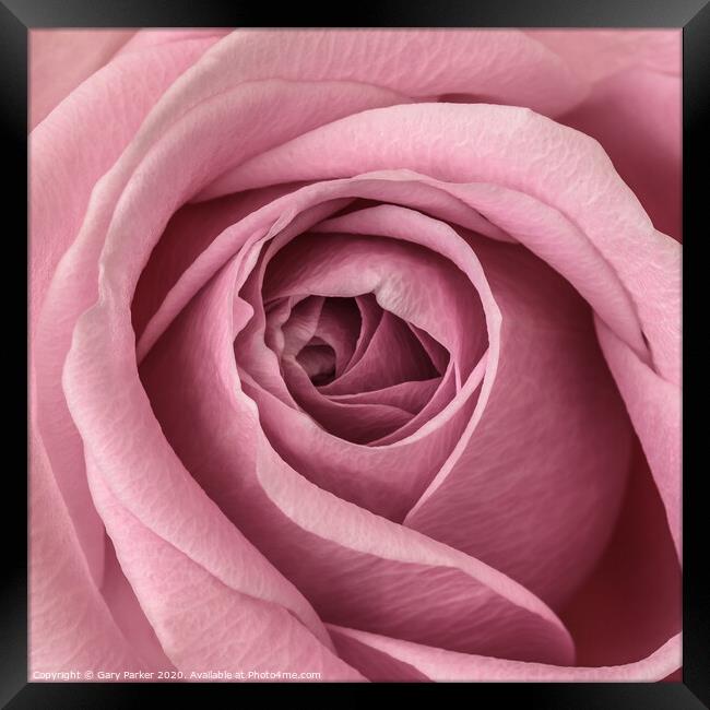 close up of pink rose	 Framed Print by Gary Parker