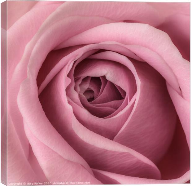 close up of pink rose	 Canvas Print by Gary Parker