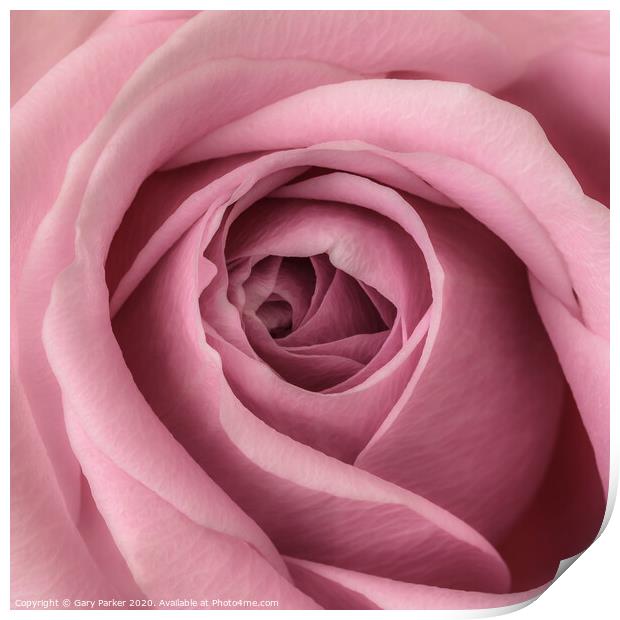 close up of pink rose	 Print by Gary Parker