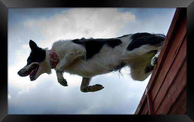 Tara Jumping fence Framed Print by Keith Thorburn EFIAP/b