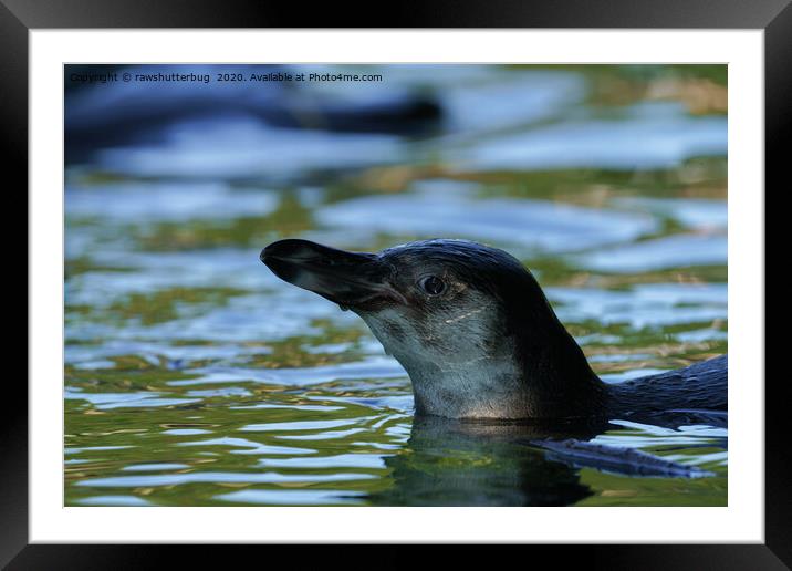 Swimming Young Penguin Framed Mounted Print by rawshutterbug 