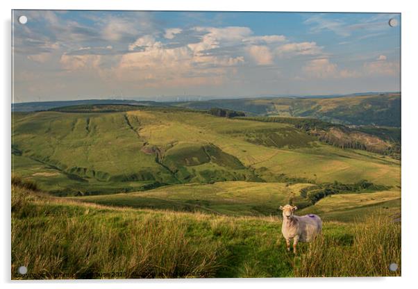 Welsh Mountain Sheep Acrylic by Emma Woodhouse